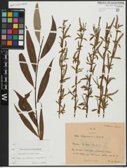Foto von Salix alba subsp. vitellina (L.) Arcang. x Salix babylonica L.